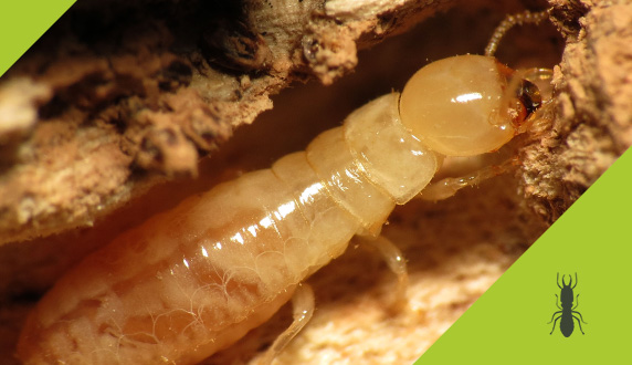 Termites et autres insectes xylophages
